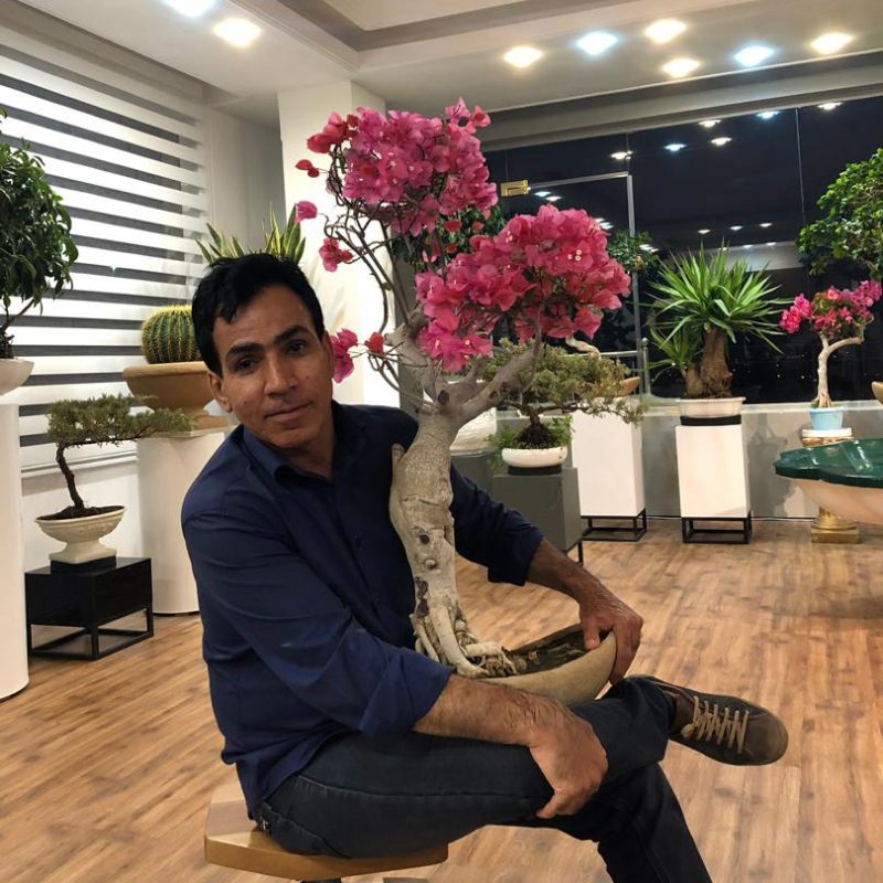 Bougainvillea Bonsai
