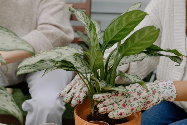 Annual Maintenance Plant