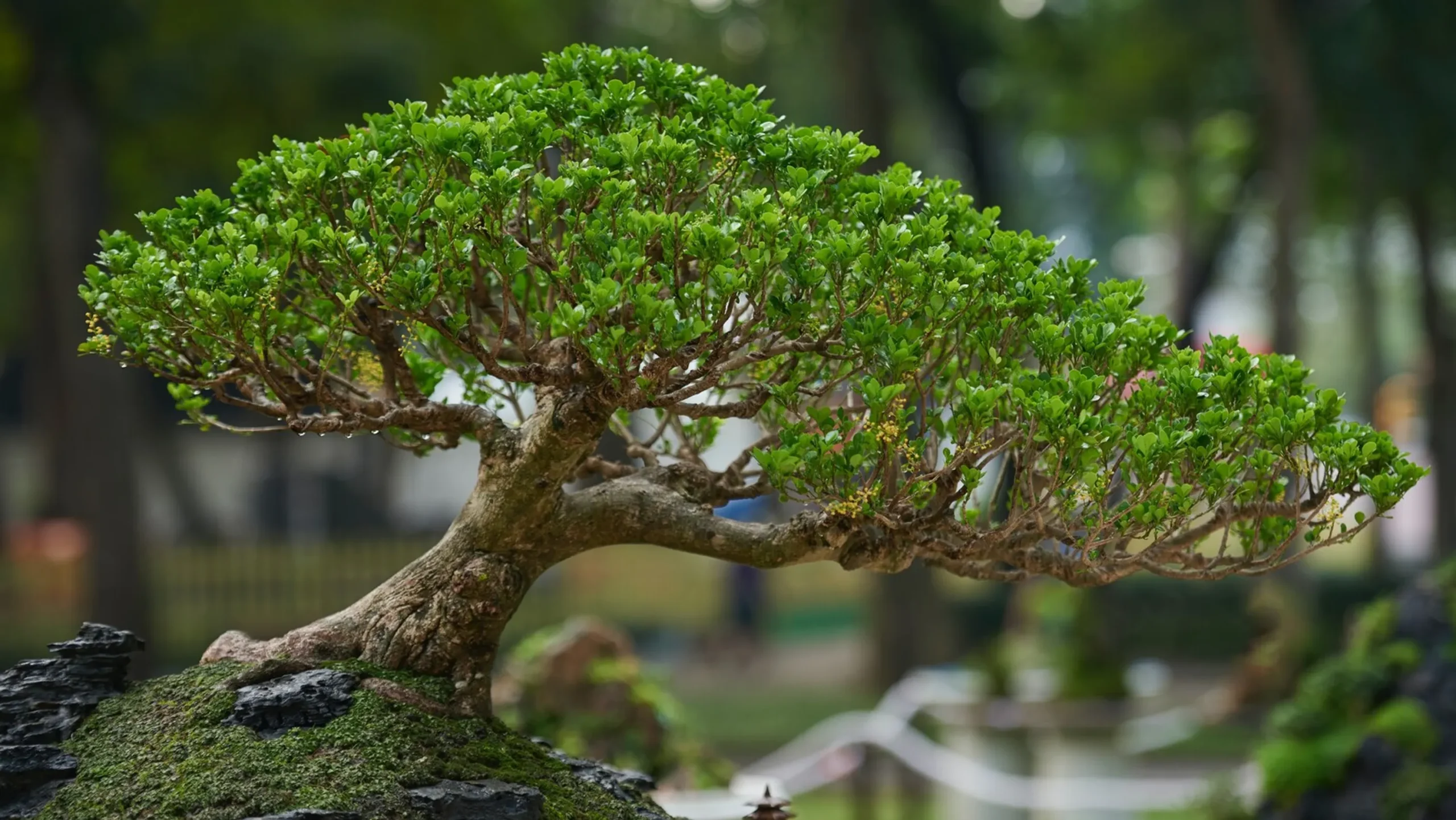 Bonsai Dubai
