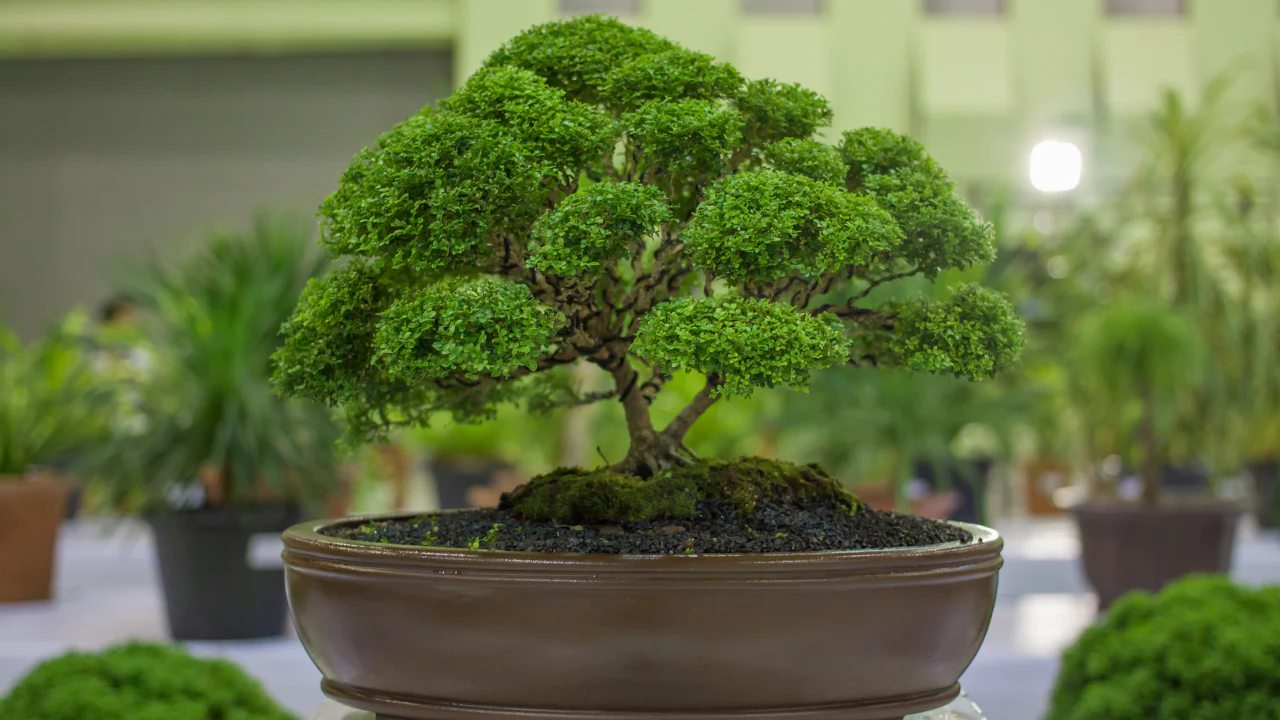 how to take care of bonsai